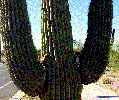 Cactus Freddies