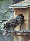 OwlCam Home Page