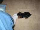 Kapitoshka loves socks