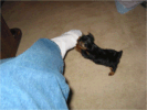 Kapitoshka loves playing with dad's socks