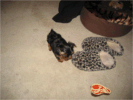 Kapitoshka studies some slippers and a new toy