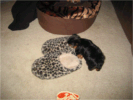 Kapitoshka investigates what is inside the slipper