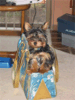 Kapitoshka readies himself for a shopping trip